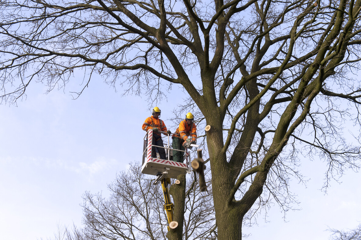 Snoeien van bomen binnen de kernen