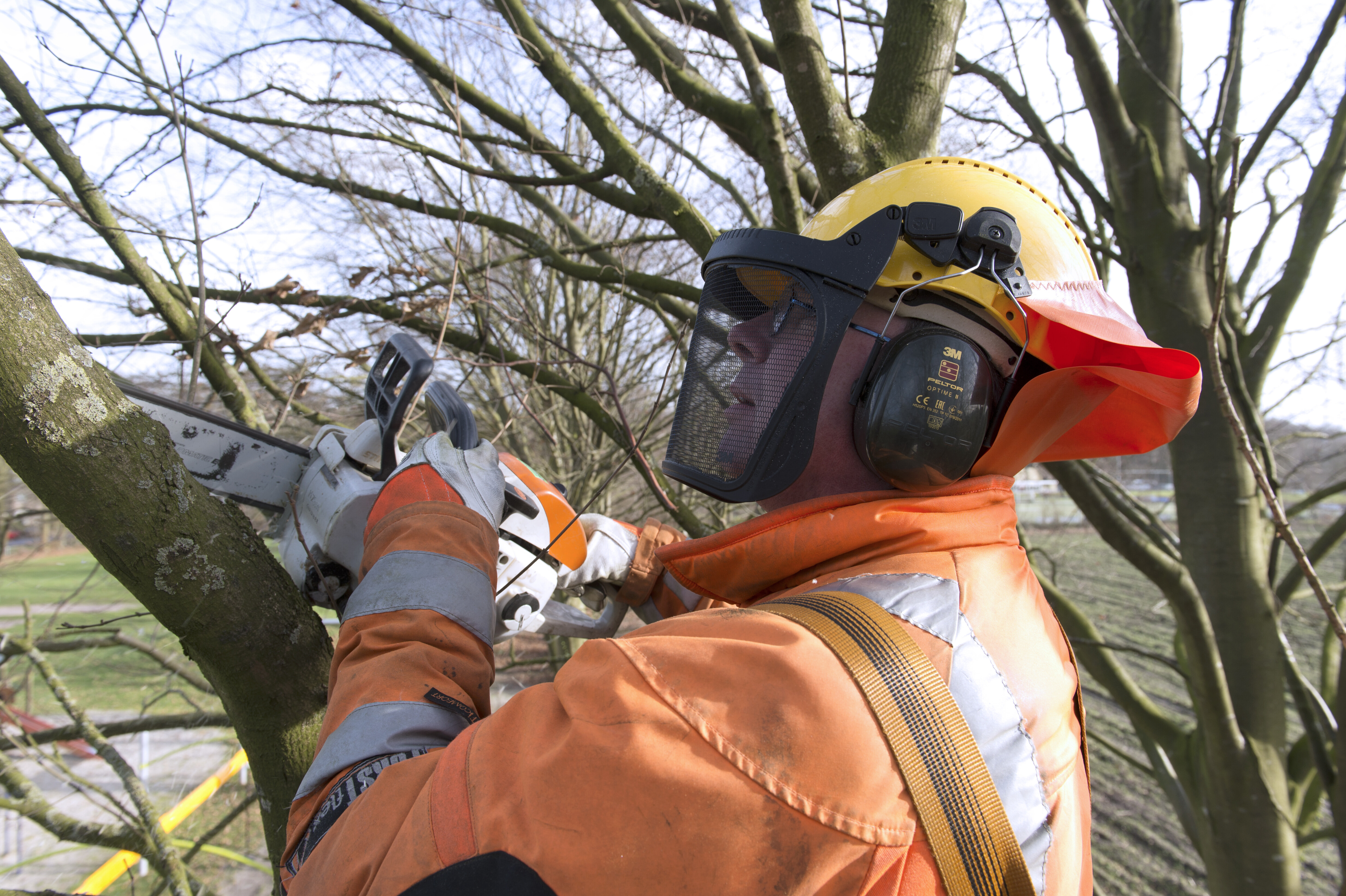 Snoeien van bomen binnen en buiten de kernen