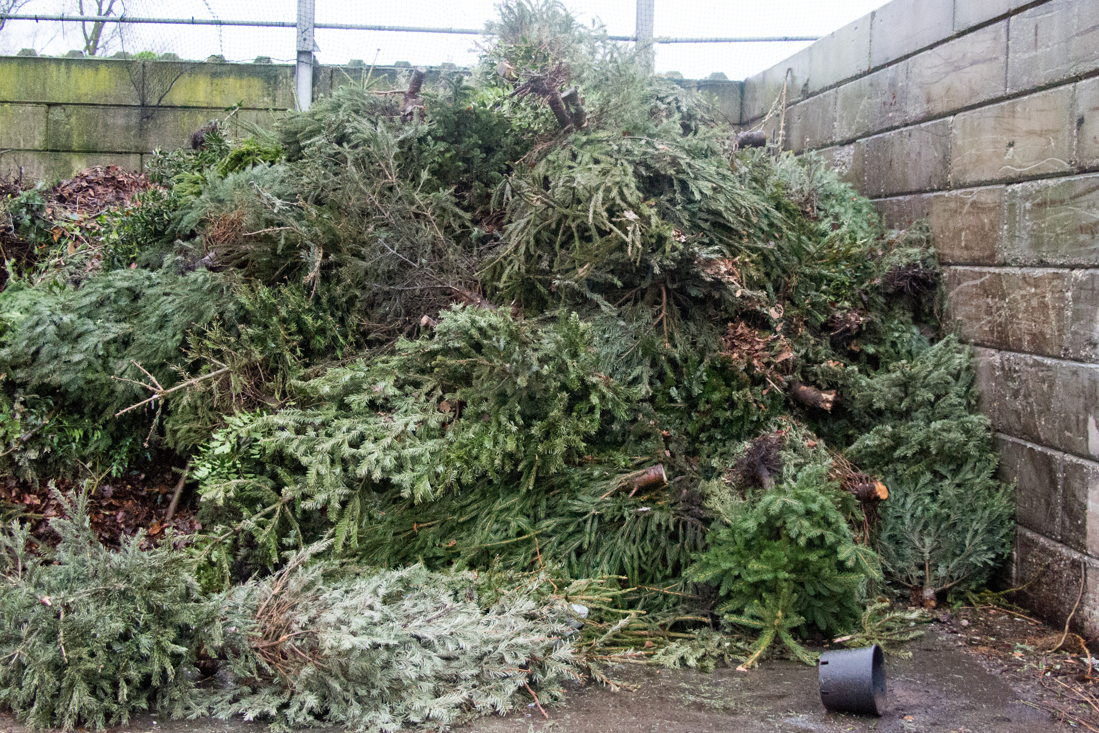 Inzameling kerstbomen op 8 januari