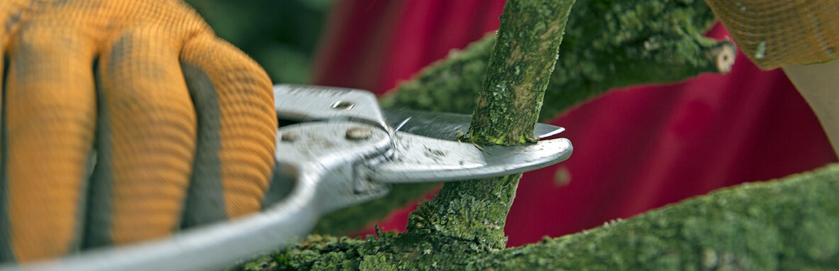 Inzameling snoeiafval gemeente Deventer