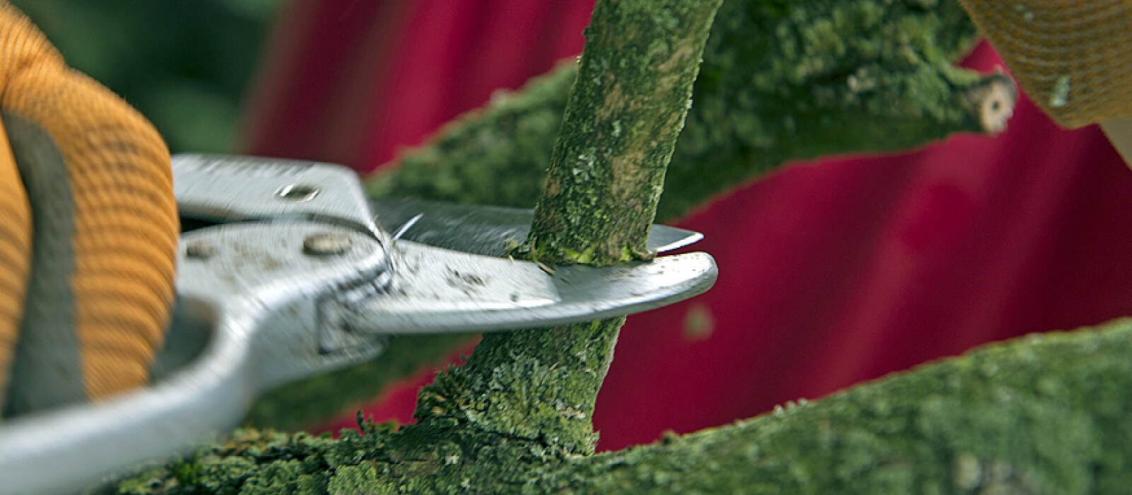 Inzameling snoeiafval gemeente Westervoort