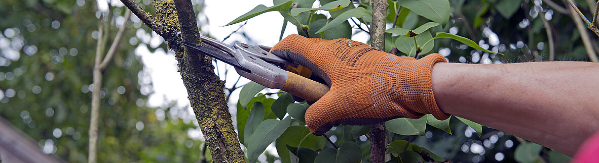 Snoeiafval makkelijk en voordelig kwijt