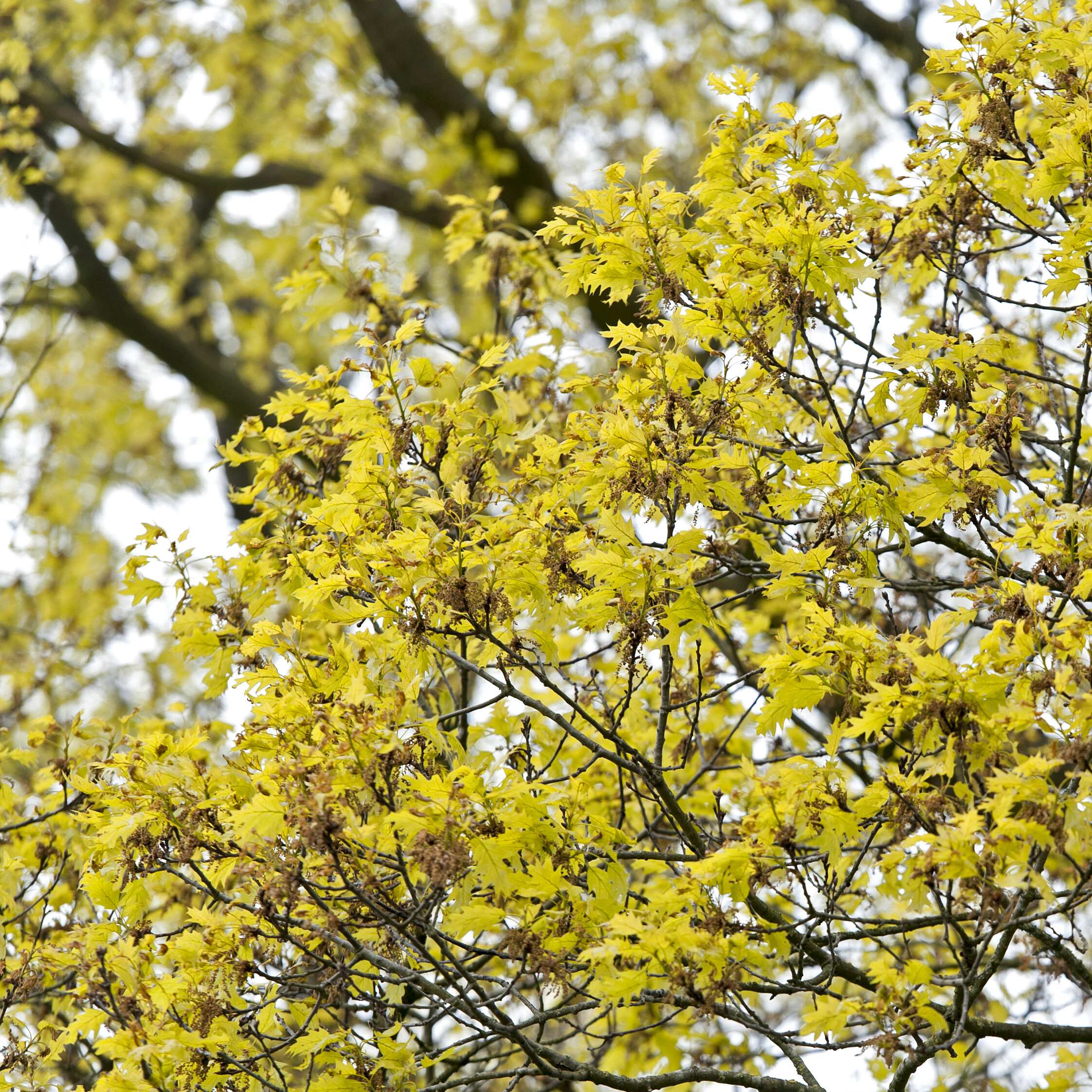 Planten en vervangen van bomen binnen de kernen 