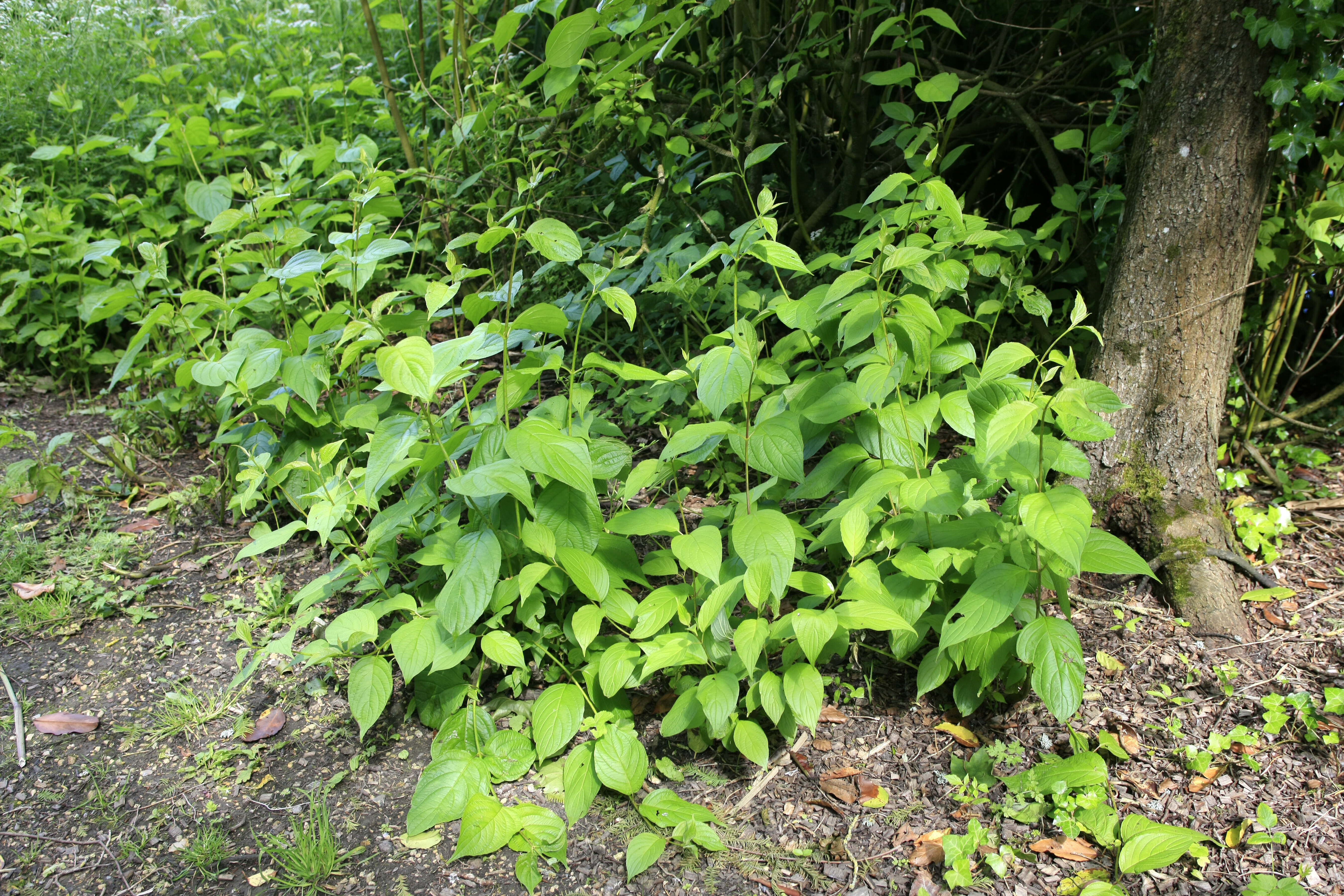 Melding openbare ruimte doen