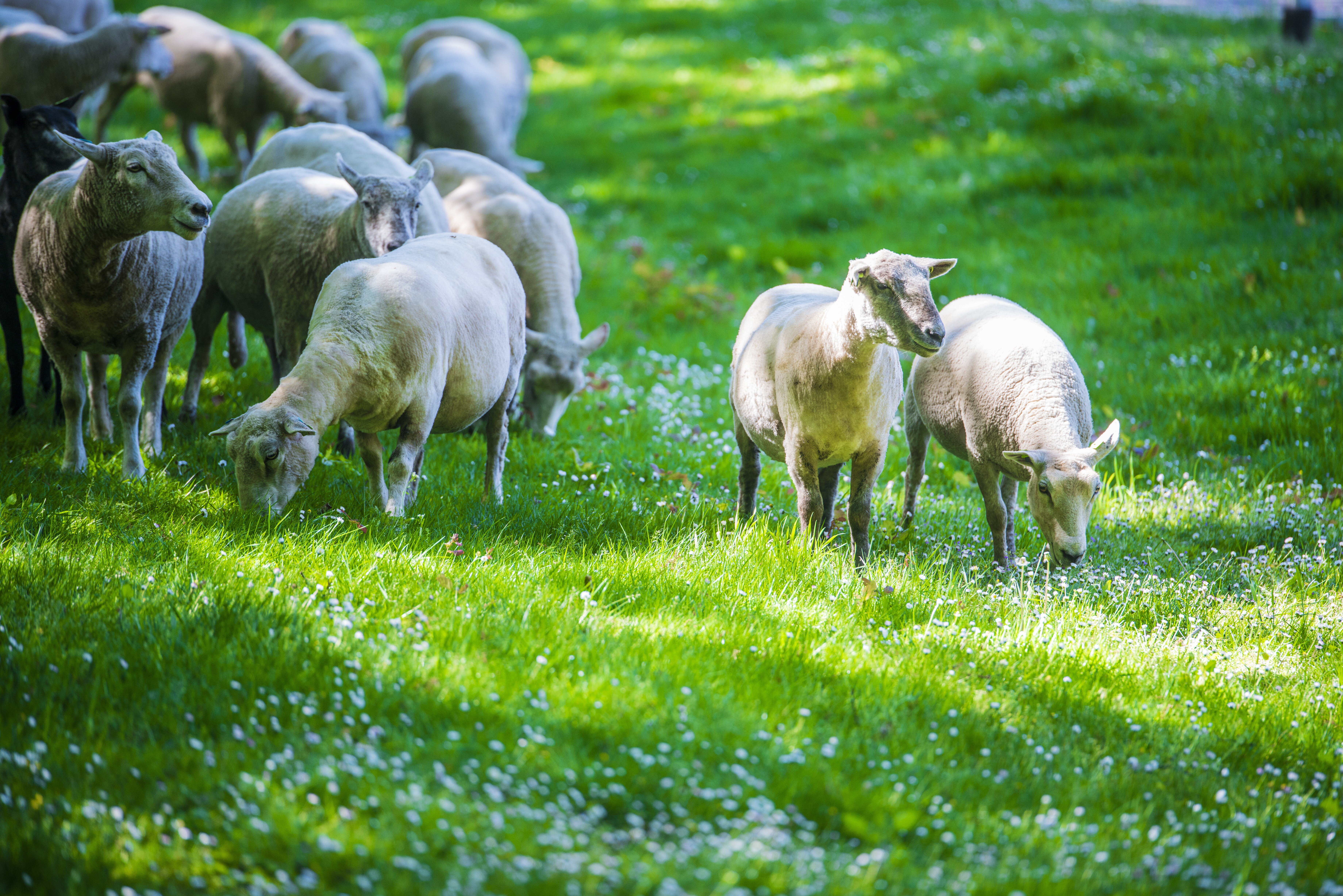 Wijzigingen beheer Beekweide Eefde - biodiversiteit