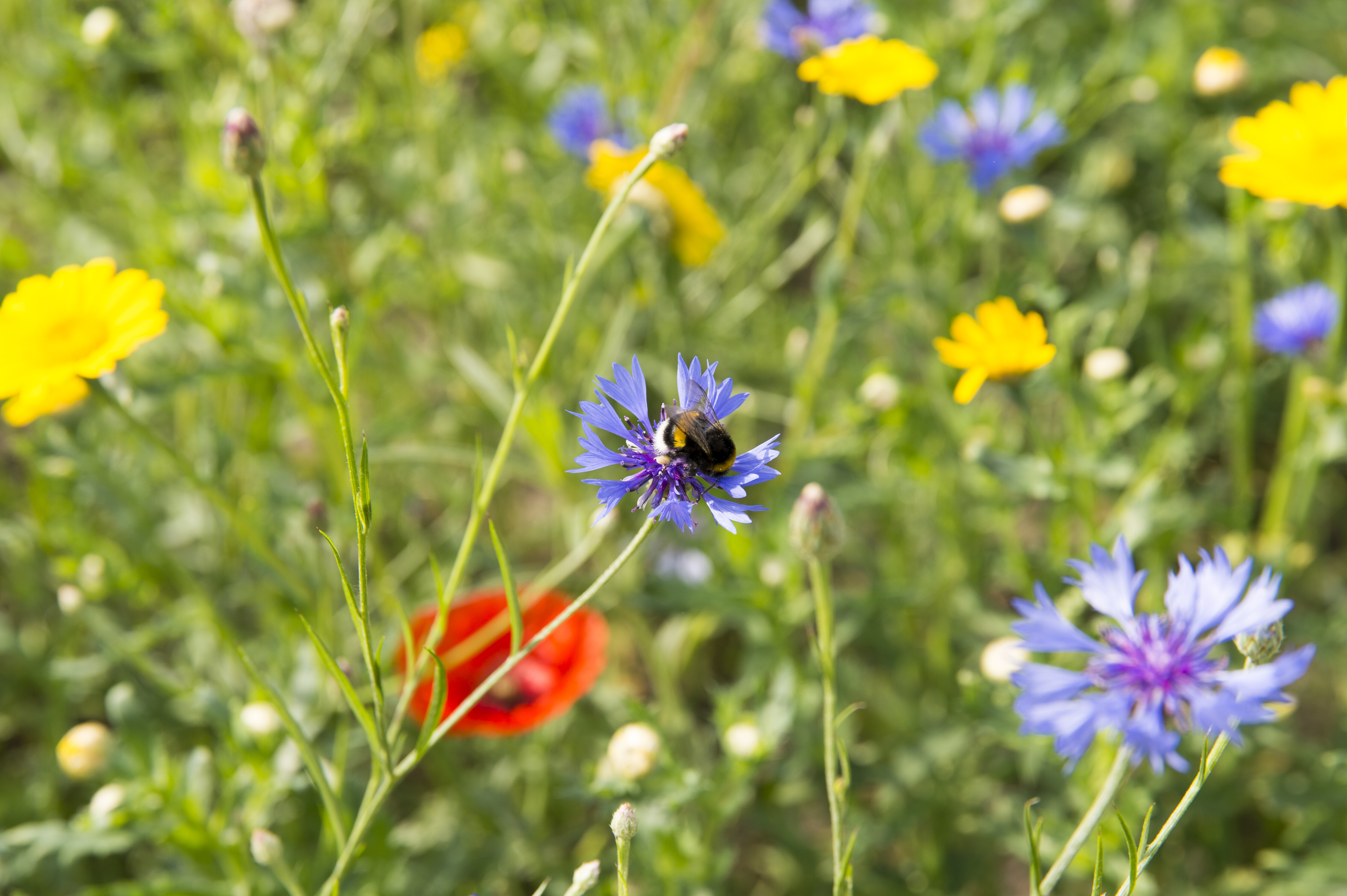 Maai Mei Niet voor meer bloemen en bijen 