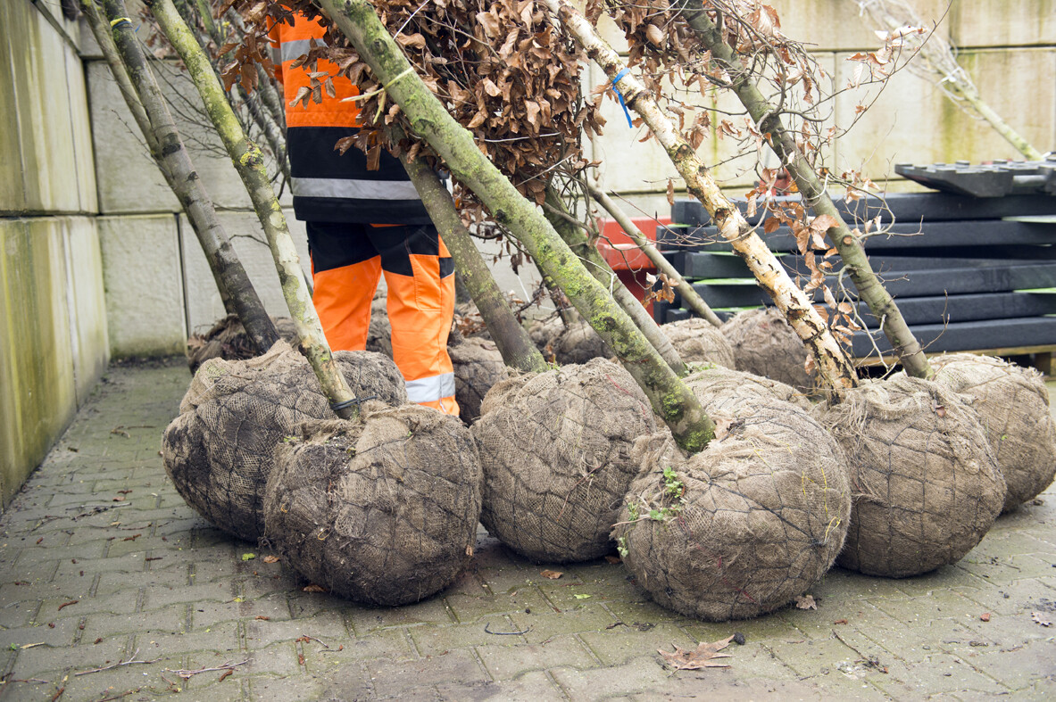 Jonge bomen klaar voor aanplant
