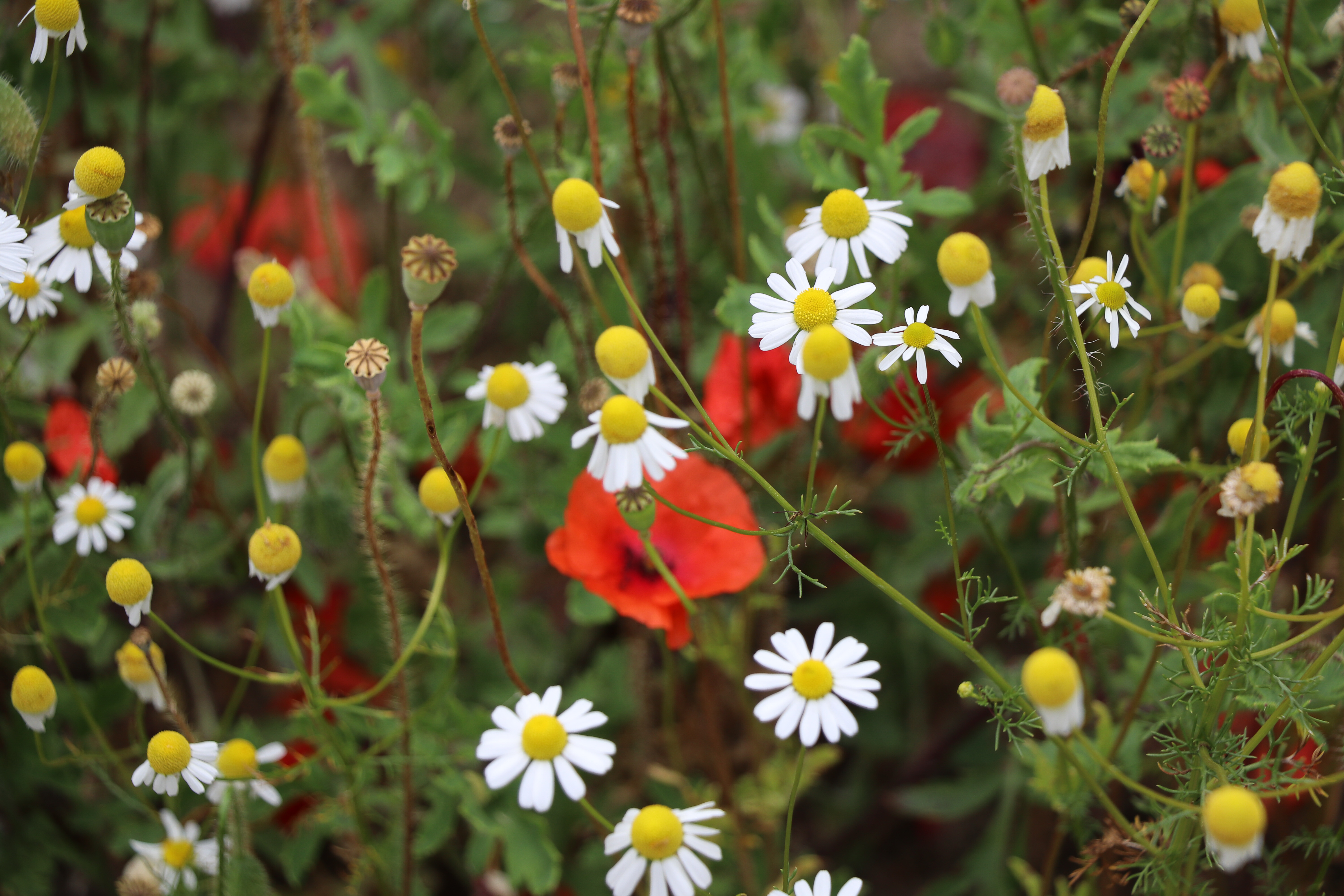 Maai mei niet: minder maaien, meer bloemen en bijen