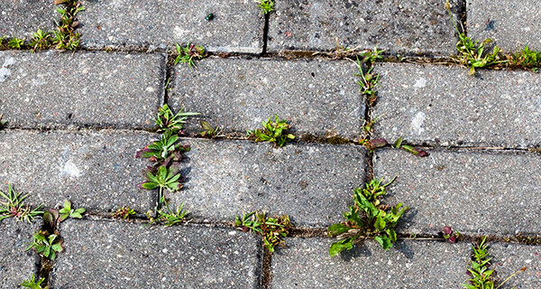 Start onkruidcampagne: 17 april rondom Dillenburg Lochem 