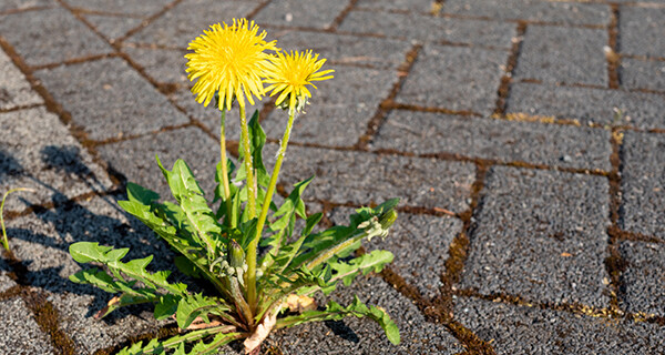 Proef onkruidbeheersing in vier wijken van Deventer